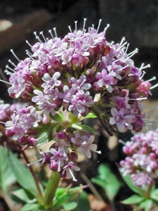 Valeriana arizonica